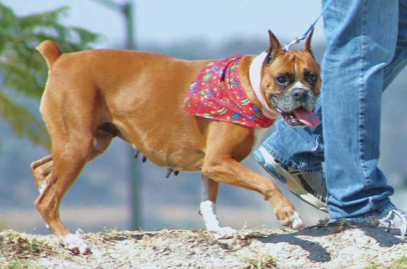 Perro boxer caminando junto a una persona