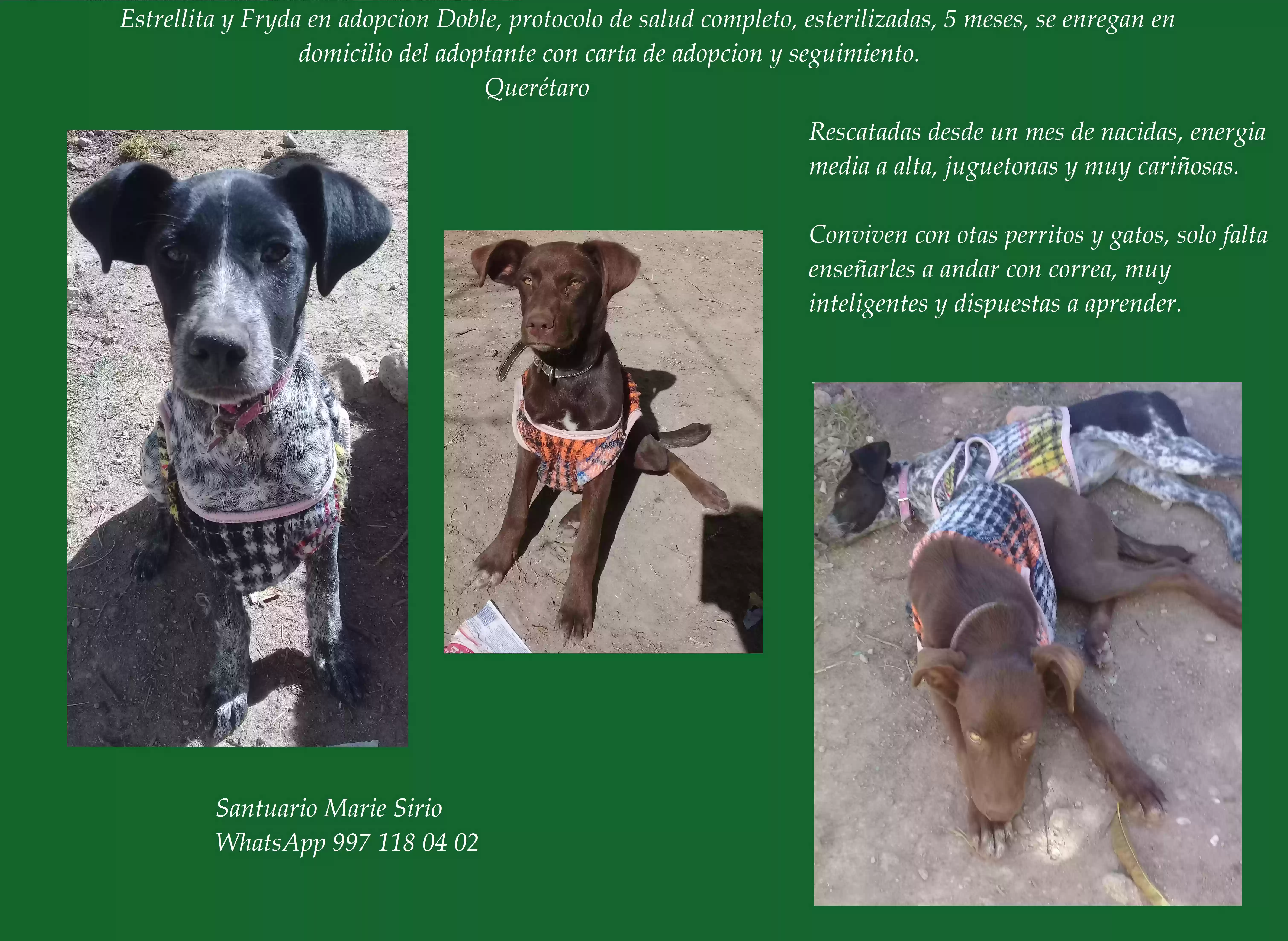 Perro de 0 - 2 años Estrellita y Fryda busca hogar