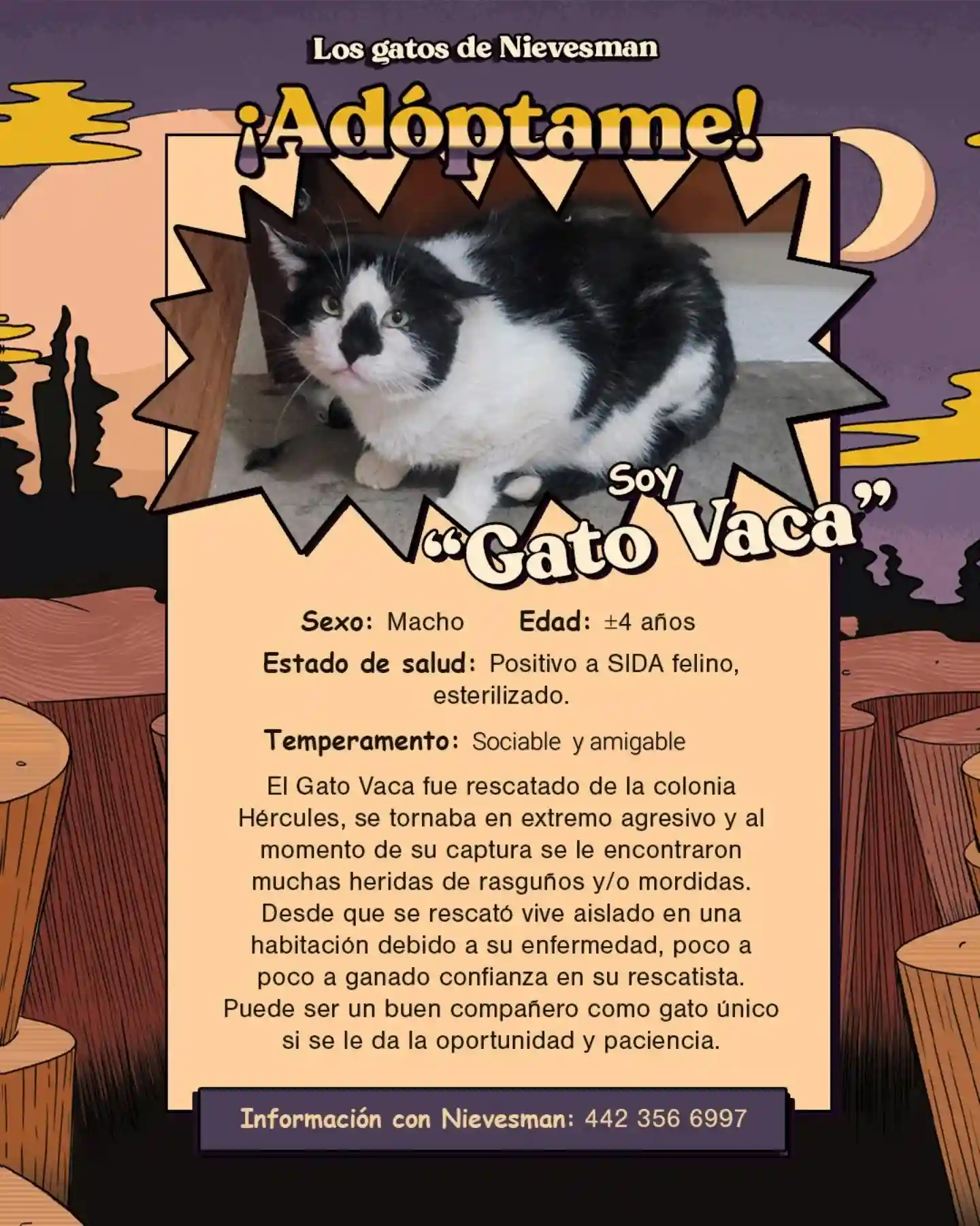 Gato de 5 - 9 años Gato Vaca busca hogar