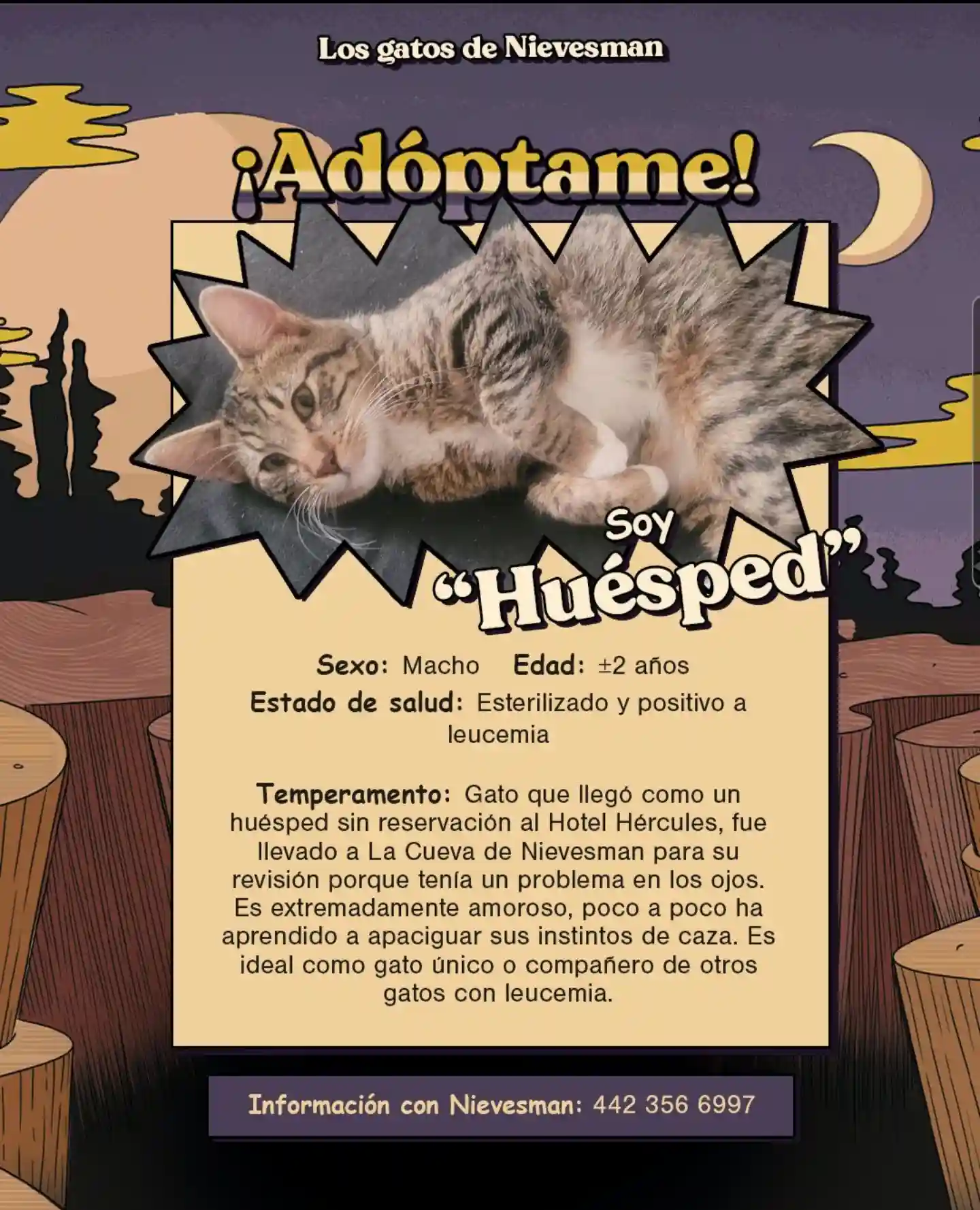 Gato de 2 - 5 años Huésped busca hogar
