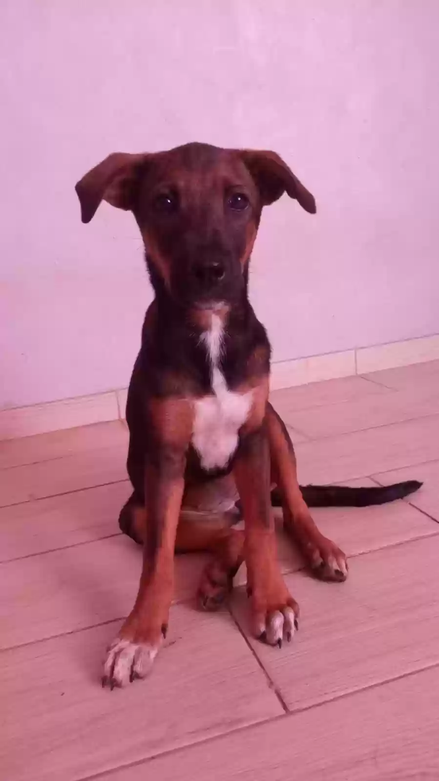 Mascota Perro - 0 - 2 años