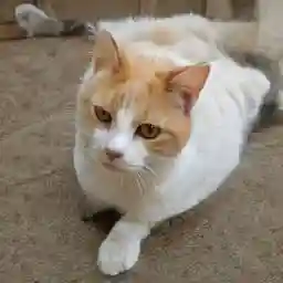 Mascota Gato - 0 - 2 años